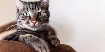 simba