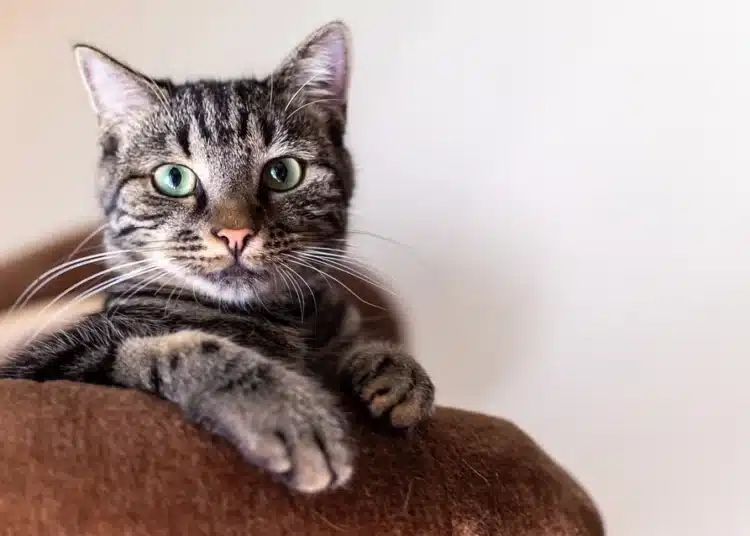 simba