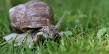 snail