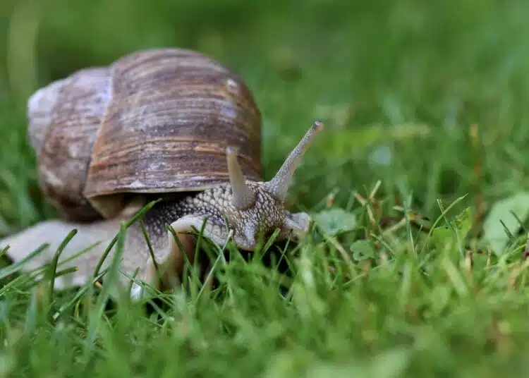 snail