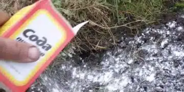 Защо моят съсед, градинар, редовно купува цялата сода в универсалния магазин? 15