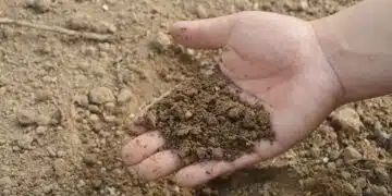 soil