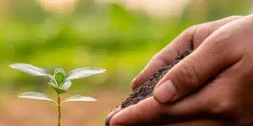 soil