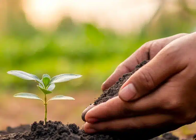 soil