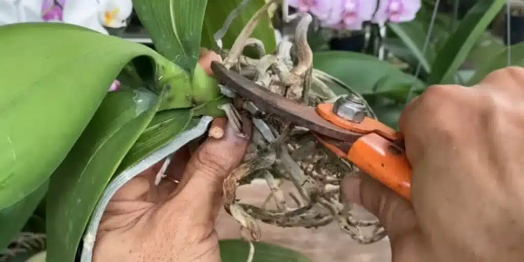 Необичаен начин да спасиш корените на орхидеята - работи дори за най-слабите 1