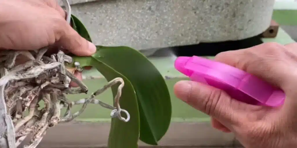 Необичаен начин да спасиш корените на орхидеята - работи дори за най-слабите 2