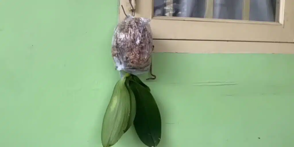 Необичаен начин да спасиш корените на орхидеята - работи дори за най-слабите 4