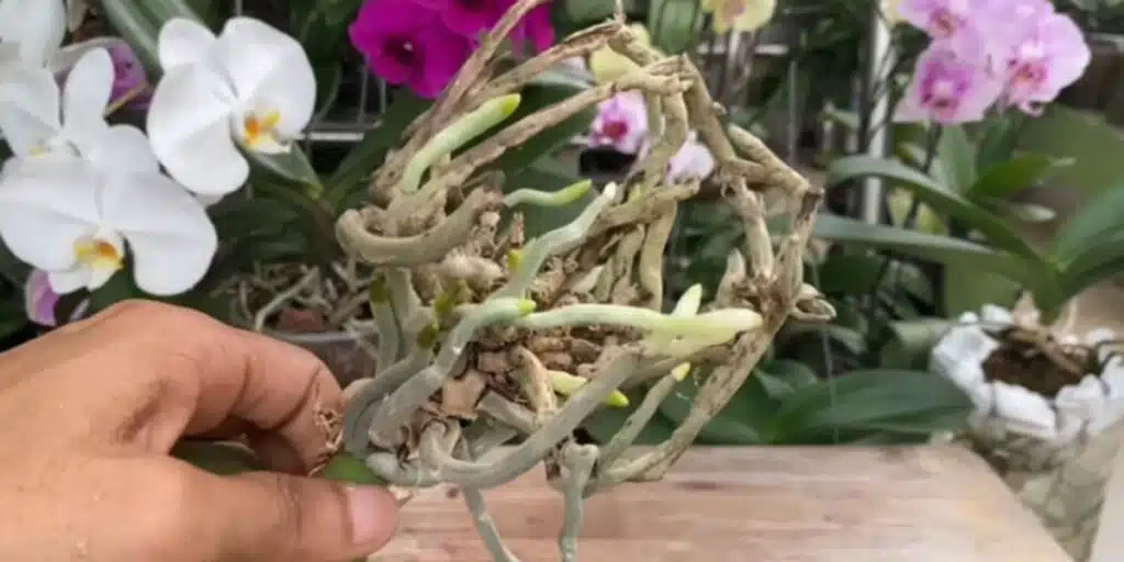 Необичаен начин да спасиш корените на орхидеята - работи дори за най-слабите 5