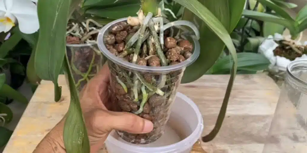 Необичаен начин да спасиш корените на орхидеята - работи дори за най-слабите 6