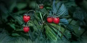 strawberries