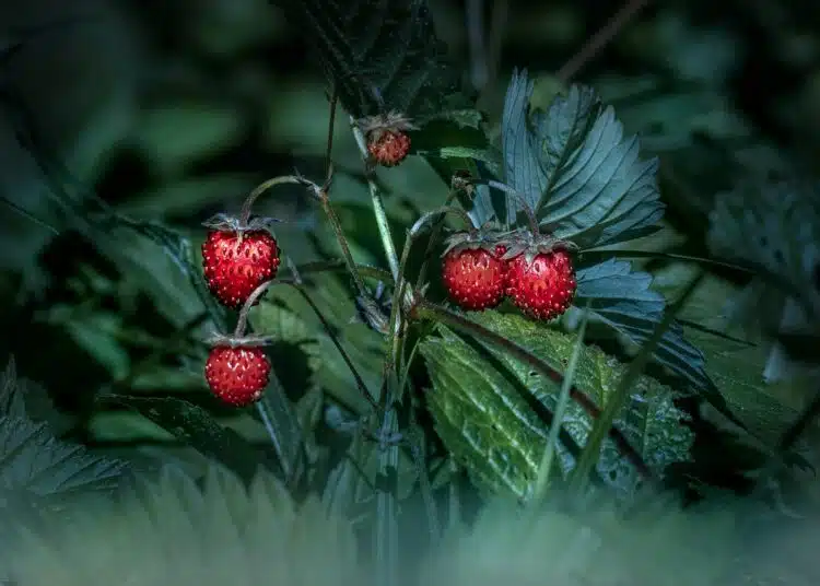 strawberries