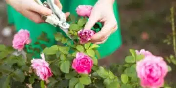 Кога да пресаждате рози: Ръководство стъпка по стъпка от професионални цветари 1
