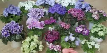Какво се случва в дом, в който има теменужки? Народните поверия, които се сбъдват 2