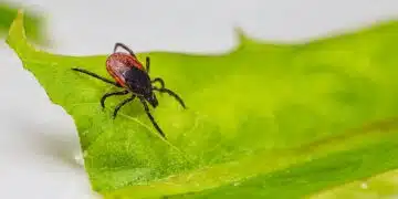 tick