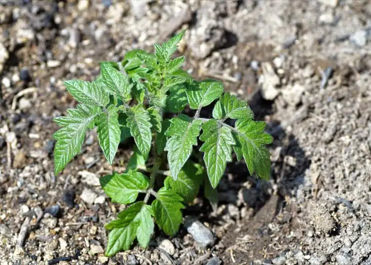 tomato