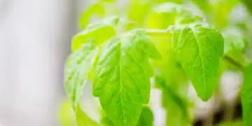 tomato-plants