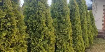 Никога не засаждайте това до туята, ще я съсипете 2