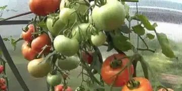 Ето как да накараш зелените домати да узреят и да са много сладки 8