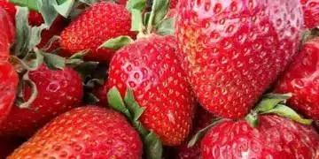 С този евтин продукт ще увеличите двойно реколтата от ягоди 6