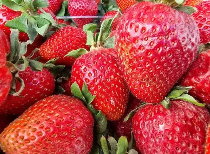 С този евтин продукт ще увеличите двойно реколтата от ягоди 1