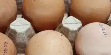 Полезно ли е всеки ден всеки ден да се ядат яйца 2