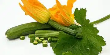 zucchini
