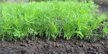 Тайната на сеитбата на копър, при която семената покълват два пъти по-бързо 5