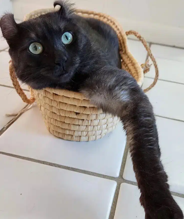 Породи черни котки, които носят само късмет, щастие и спокойствие СНИМКИ 6