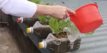 Отглеждане на билки директно в пластмасова бутилка! Проста и ефективна техника, с която може да се справи дори начинаещ 5