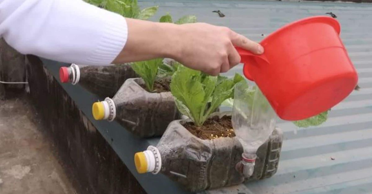 Отглеждане на билки директно в пластмасова бутилка! Проста и ефективна техника, с която може да се справи дори начинаещ Човек полива зеленчуци в саксии от рециклирани пластмасови бутилки.