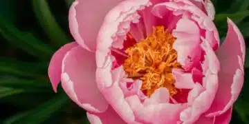 Ето защо божурите не цъфтят, някои грешки, които трябва да избягвате 2