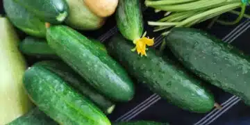 Ето как да направите краставиците сочни и хрупкави с помощта на този продукт 3