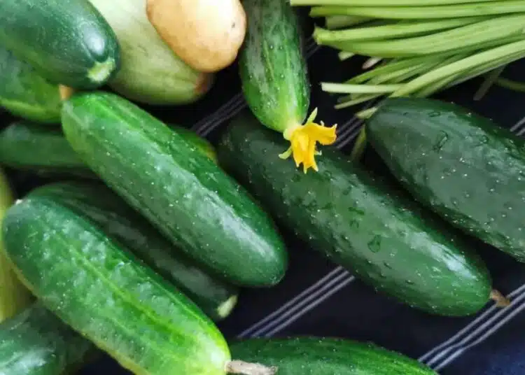 Ето как да направите краставиците сочни и хрупкави с помощта на този продукт 1