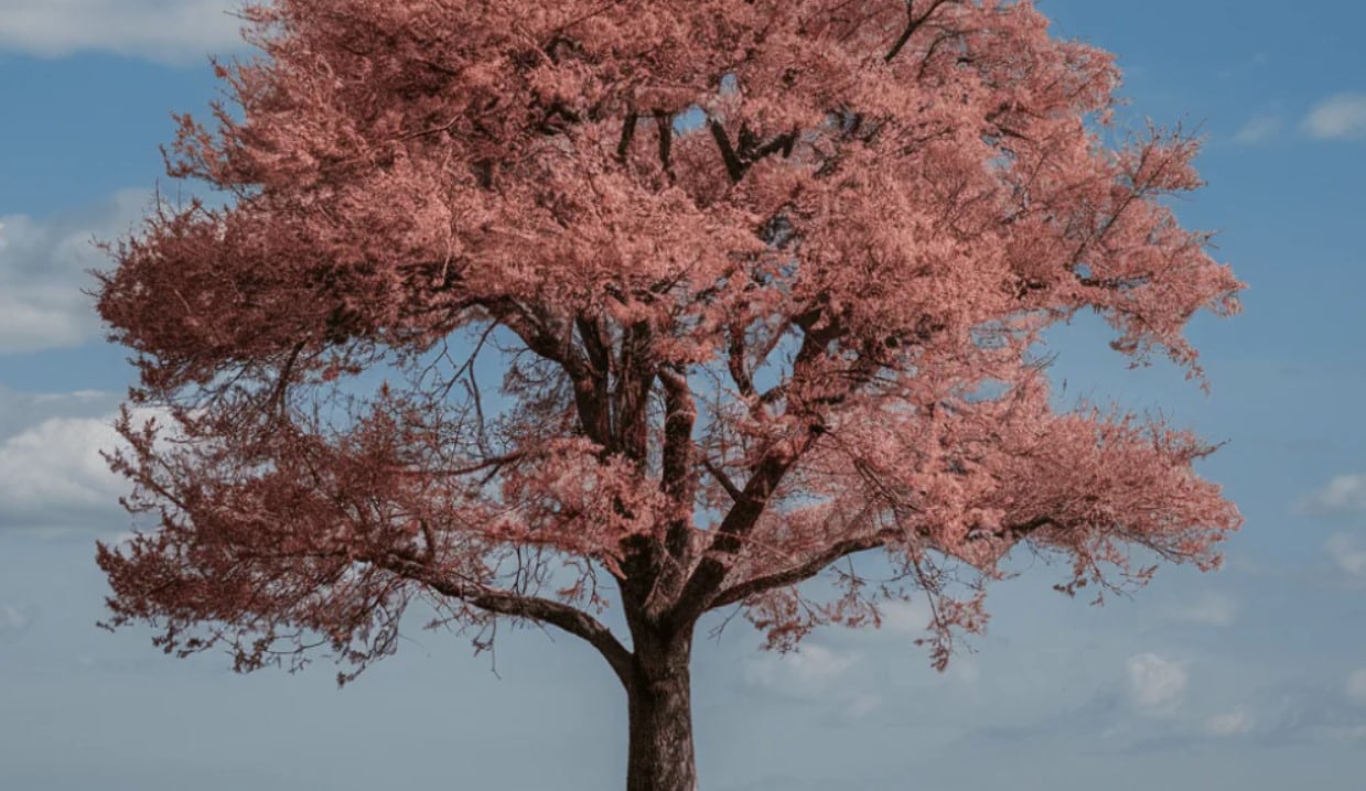 Как правилно да се грижите за черешата, за да имате огромна реколта