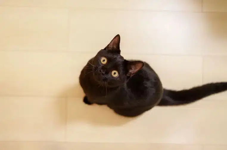 Породи черни котки, които носят само късмет, щастие и спокойствие СНИМКИ 1