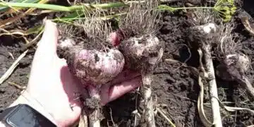 Чесънът ще бъде размерът на дланта на ръката ви, ако се грижите за него по този начин 4