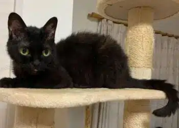 Породи черни котки, които носят само късмет, щастие и спокойствие СНИМКИ 9