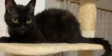 Породи черни котки, които носят само късмет, щастие и спокойствие СНИМКИ 1