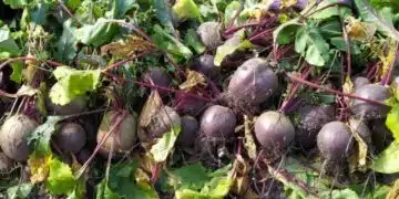 Подхранвам цвеклото с този продукт и то става голямо като юмрук 14