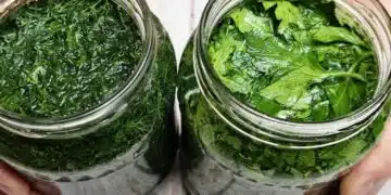 Пазя си копър и магданоз за година напред: Запазване на вкуса и аромата на пресни билки 7