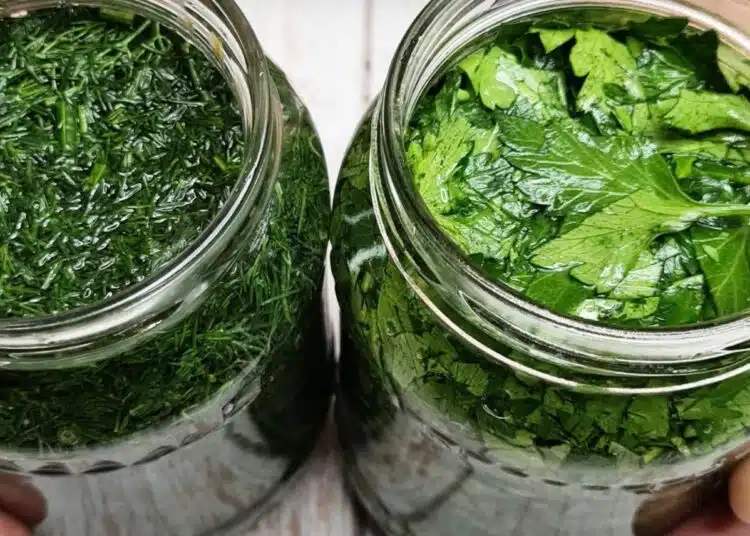 Пазя си копър и магданоз за година напред: Запазване на вкуса и аромата на пресни билки 1