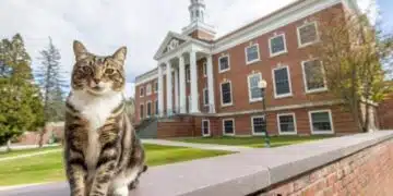 Котаракът Макс от американски университет получи докторска степен 1