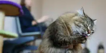 Ветеринарят ме предупреди никога да не давам тези две храни на котките! 2