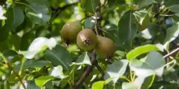 Защо листата на крушата почерняха: търсене на причини и начини за решаване на проблема 1