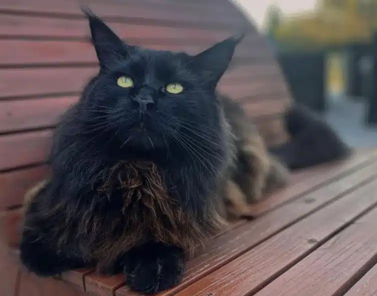 Породи черни котки, които носят само късмет, щастие и спокойствие СНИМКИ 3