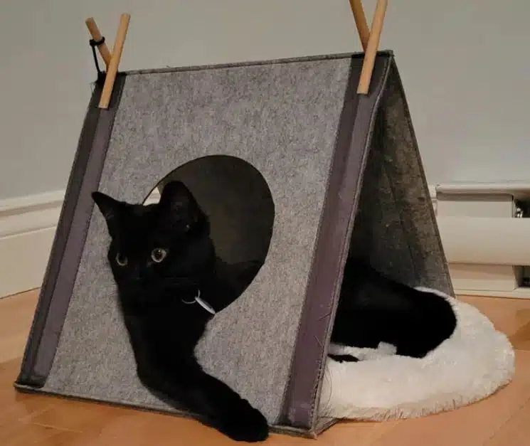 Породи черни котки, които носят само късмет, щастие и спокойствие СНИМКИ 2