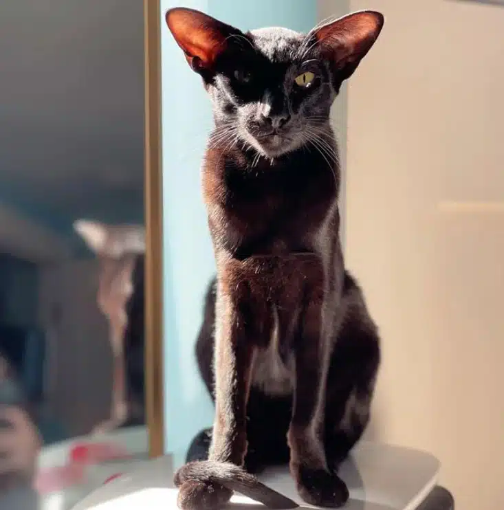 Породи черни котки, които носят само късмет, щастие и спокойствие СНИМКИ 9