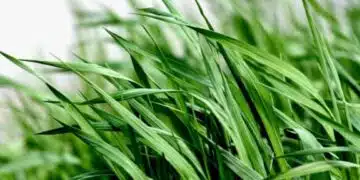 Ето с кой продукт да премахнете петната от трева лесно и бързо 12
