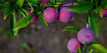 Ето кои плодове можете да засадите на сянка без да е нужна слънчева светлина 14