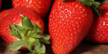 Как да отгледаме големи и сочни ягоди: важни съвети 1